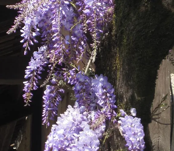 Les Glycines - & - Teritoria Hotell Les Eyzies